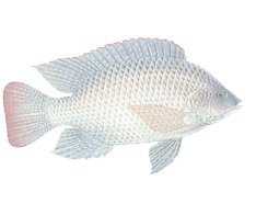 Image is not available