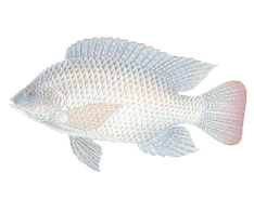 Image is not available